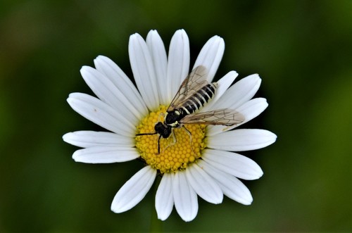 Clover Sawfly