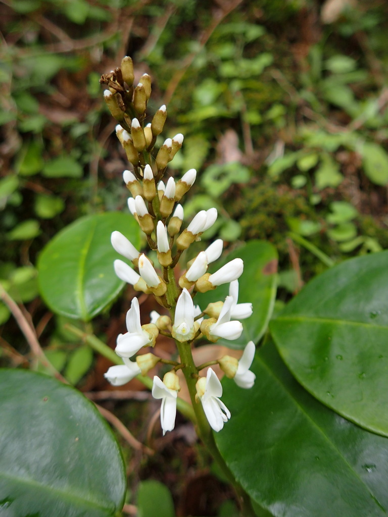 Euchresta japonica