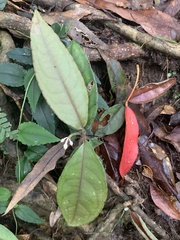 Ardisia brevicaulis