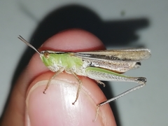 Chorthippus karelini