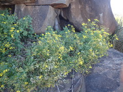 Cineraria lyratiformis