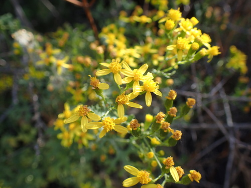 Image of Cineraria lyratiformis by (c) Mahomed Desai, some rights reserved (CC BY)