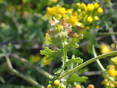 Cineraria lyratiformis
