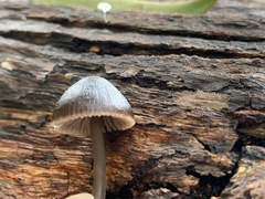Mycena nargan