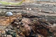 Mycena nargan