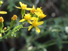 Cineraria lyratiformis