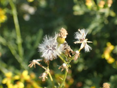 Cineraria lyratiformis