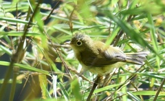 Phylloscopus intermedius
