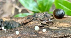 Mycena nargan