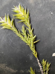 Amphithalea cymbifolia