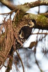 Dryobates cathpharius