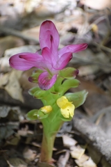 Curcuma pseudomontana
