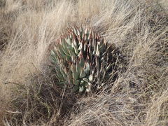 Aloe claviflora