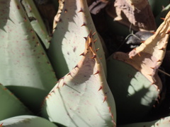 Aloe claviflora