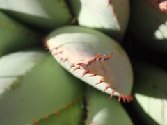 Aloe claviflora