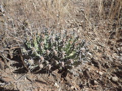Euphorbia crassipes