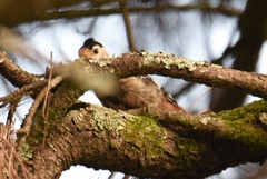 Dryobates cathpharius