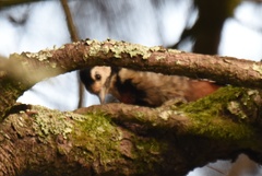 Dryobates cathpharius