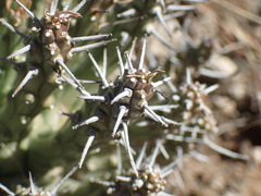Euphorbia crassipes