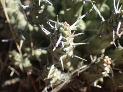 Euphorbia crassipes