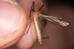 Limonia phragmitidis