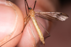 Limonia phragmitidis