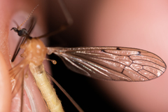 Limonia phragmitidis