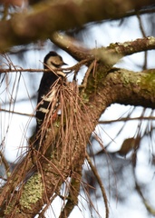 Dryobates cathpharius