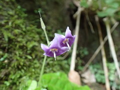 Conandron ramondioides