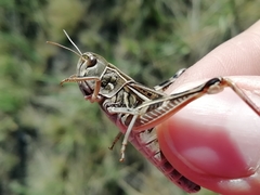 Arcyptera microptera