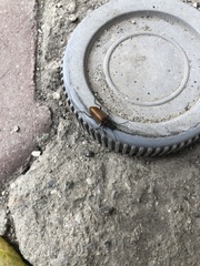 Coleoptera