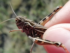 Arcyptera microptera