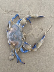 Callinectes pallidus