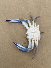 Callinectes pallidus