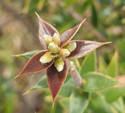 Image of Shiny Ground-Berry (Acrotriche patula) by (c) Rosalie Lawrence, some rights reserved (CC BY)