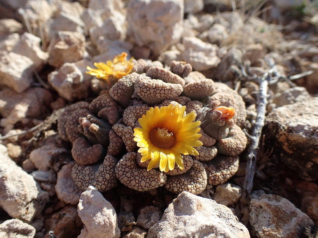 Titanopsis calcarea, Xhariep, South Africa