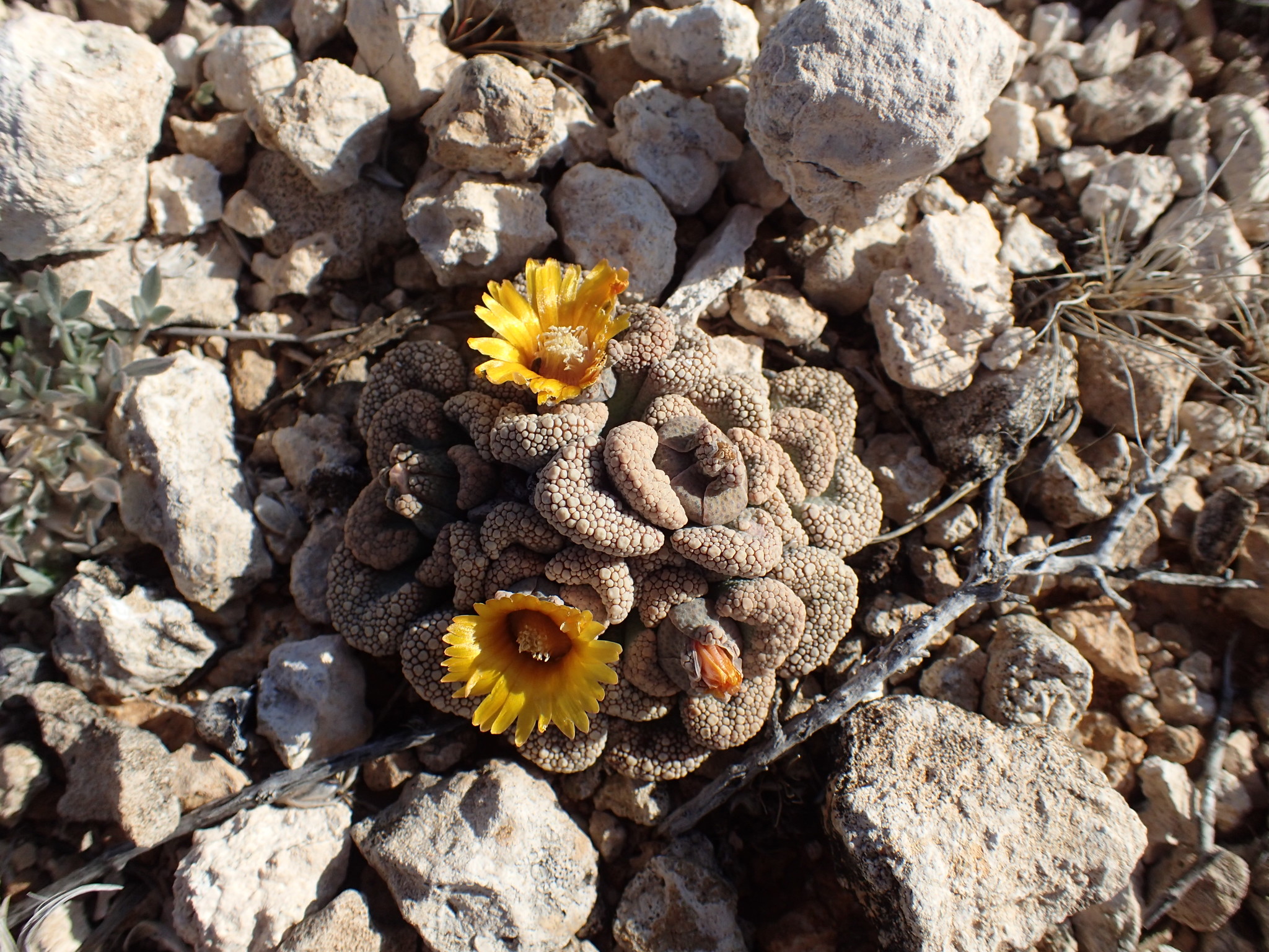 Titanopsis calcarea (Marloth) Schwantes 2