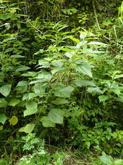 Boehmeria sieboldiana