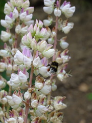 Bombus cryptarum