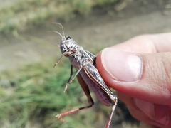 Arcyptera microptera