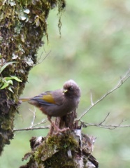 Trochalopteron elliotii