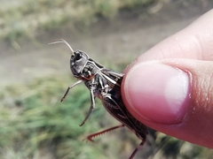 Arcyptera microptera