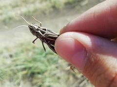 Arcyptera microptera