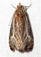 Olethreutes quadrifidum