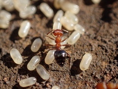 Crematogaster melanogaster