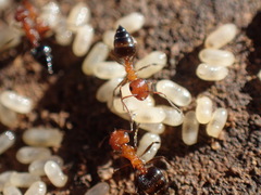 Crematogaster melanogaster