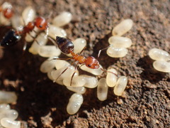 Crematogaster melanogaster