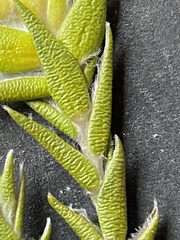 Amphithalea cymbifolia