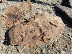 Crematogaster melanogaster