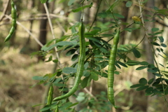 Senna pendula glabrata